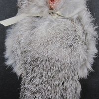 Vintage Sleepy Eye Native American Doll 7"